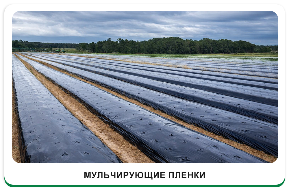 Мульч Фильмы